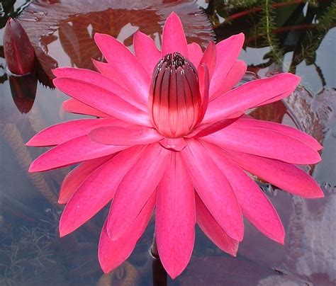 Do Lotus Flowers Grow In Mud