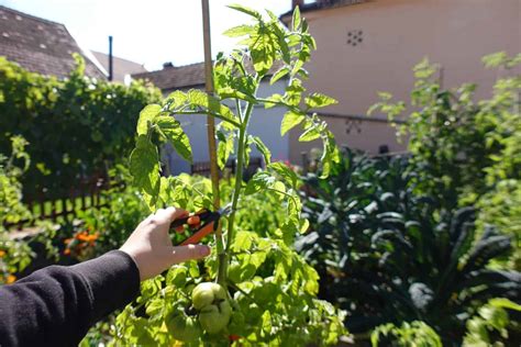 A Guide To Topping Tomato Plants How When And Why