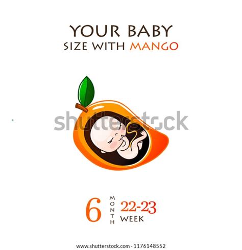 Stages Development Pregnancy Size Embryo Weeks Stock Vector (Royalty ...