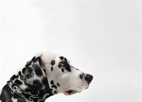 Dalmatian Black And White Portrait - The Exhibit Company