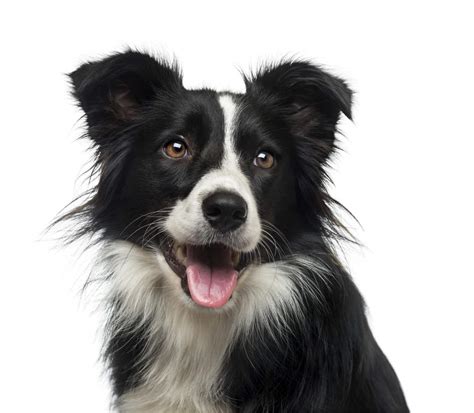 Border Collie Hunde Informationen Zu Den Rassen Omlet