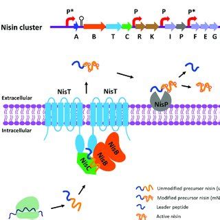 Isolation Of The Nisbtc Complex And Its Nist Associated Subcomplexes