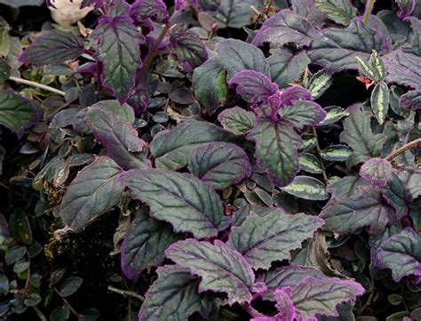 Purple Passion Plant Guide How To Grow And Care For “gynura Aurantiaca”