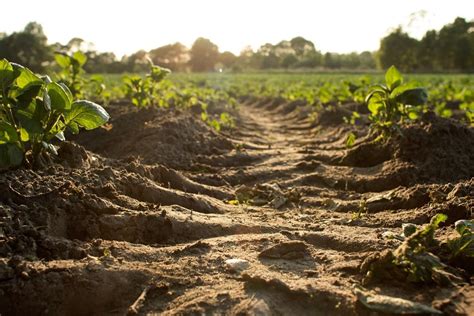 Conservation Tillage Impacts on Soil, Crop, and the Environment