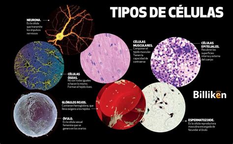 Cuerpo Humano Toda La Informaci N Sobre Las C Lulas Y Un Material