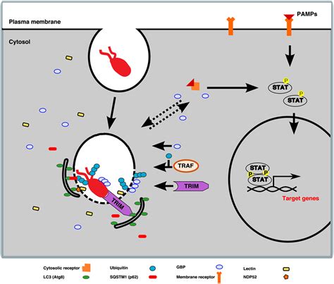 Frontiers Eat Prey Live Dictyostelium Discoideum As A Model For