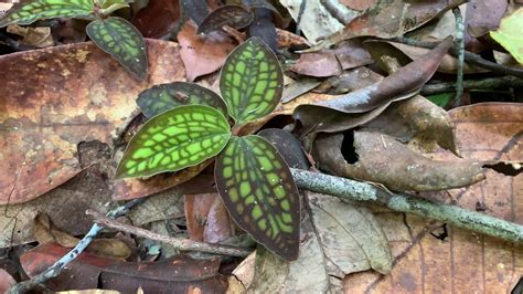 4KCystorchis Variegata In West Kalimantan YouTube