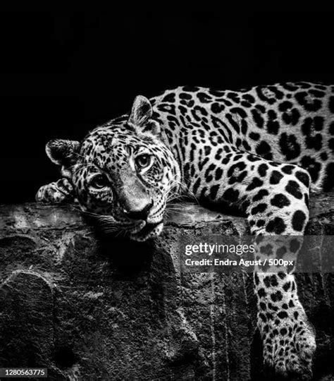 Black And White Leopard Print Photos And Premium High Res Pictures