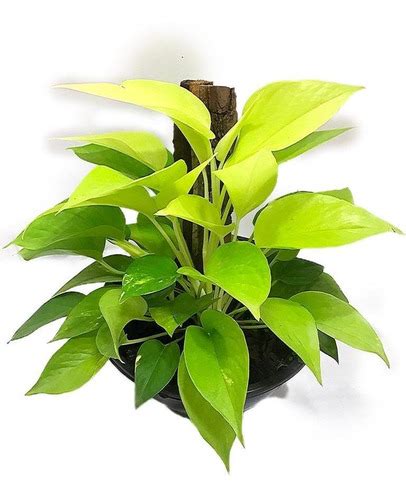 Jiboia Neon Epipremnum Aureum Neon Parcelamento Sem Juros