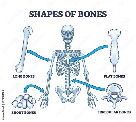 Shapes of bones with anatomical human skeleton shape division outline diagram. Labeled ...