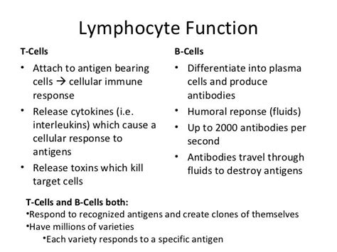 Lymphatic System