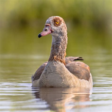 Egyptian goose | Diet, Habitat, & Facts | Britannica