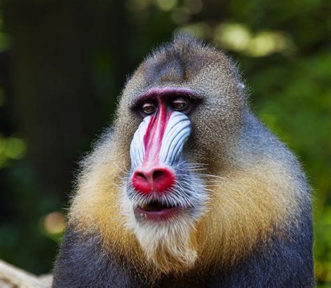 Mandrill By Buntschatten Mandrill Primates Gorilla