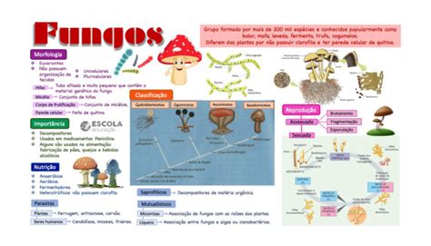 Questão Sobre Fungos - Questões discursivas sobre fungos - Lista com gabarito e PDF