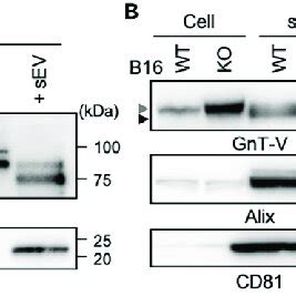 Gnt V Enriched In The Sevs Is The Soluble Form Cleaved By Sppl A The