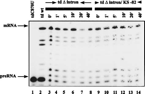 A ribosomal function is necessary for efficient splicing of the T4 phage thymidylate synthase ...