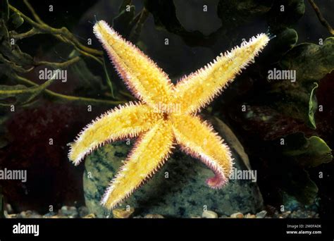 Common Starfish Common European Seastar Asterias Rubens Bottom Side