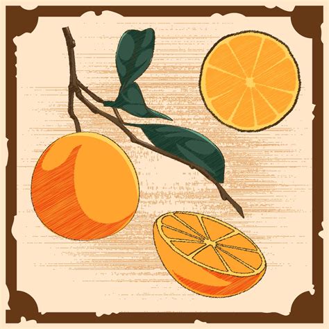 Unique Vintage Citrus Illustrations Vectors 243030 Vector Art At Vecteezy