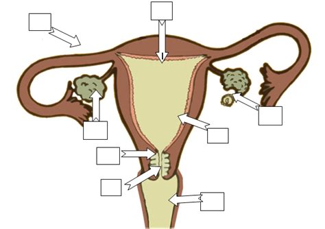 Activity Two Labeling The Female Reproductive System Teaching