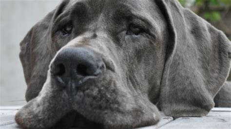 The Worlds Tallest Dog Has Tragically Passed Away At Just 3 Years Old