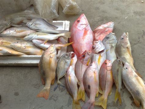 Hasil Pancing ~ Palopo Fishing