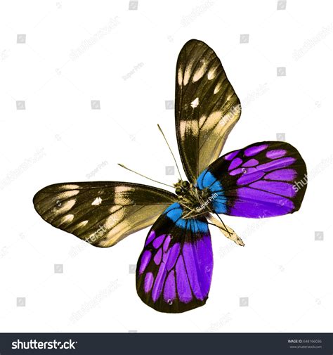 Beautiful Purple Blue Butterfly Redbase Jezebel Stock Photo 648166036