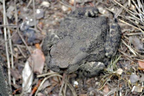 Dla migrujących płazów Sozosfera ochrona środowiska