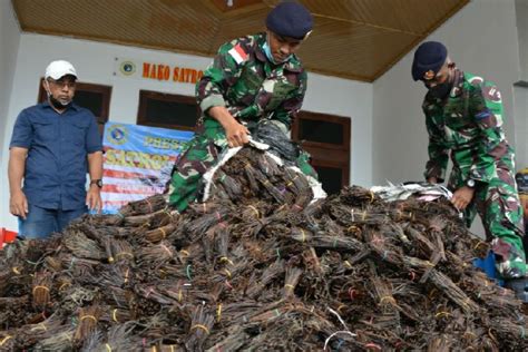 Patroli Laut Gagalkan Penyelundupan 984 6 Kg Vanili Ilegal Asal PNG