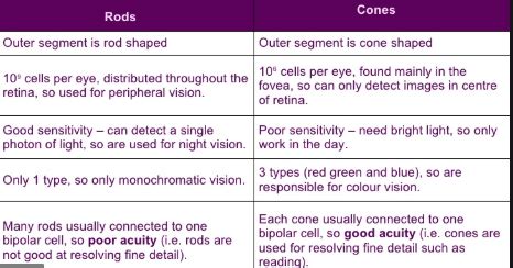 Differentiate Between Rod And Cone Cells Sannfwhite Light