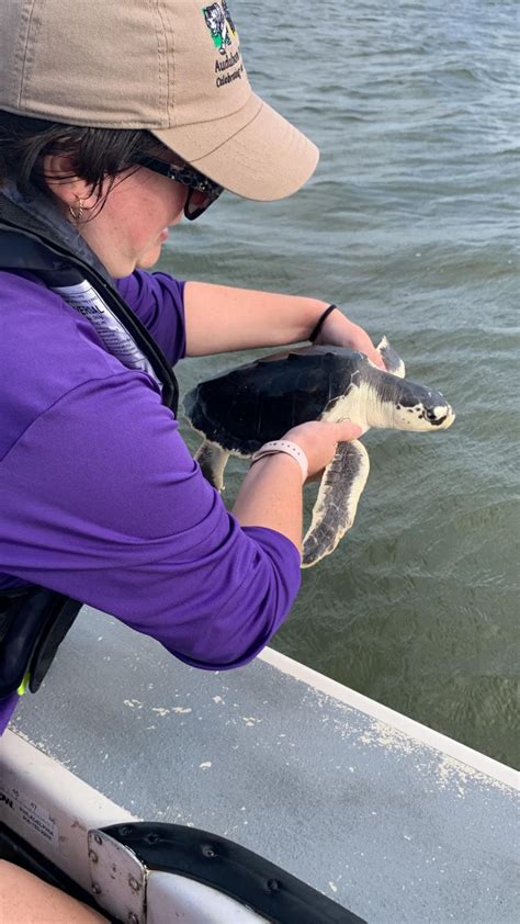 Endangered Kemp's Ridley Sea Turtles Released