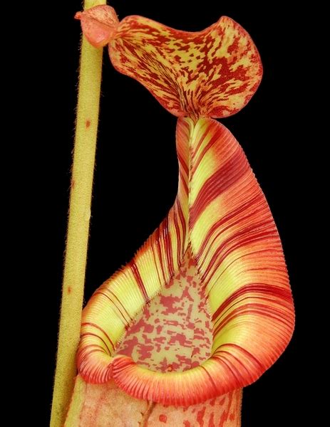 Nepenthes Veitchii X Mira X Burbidgeae X Edwardsiana 6 10 Cm