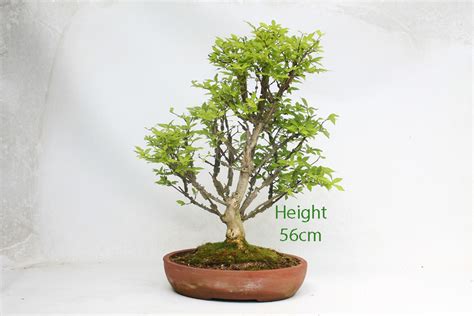 Winged Spindle Bonsai Tree - ALL THINGS BONSAI