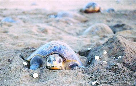 Olive Ridley Turtles Starting To Come To Odisha Coast For Nesting Slowly Bhubaneswar Buzz