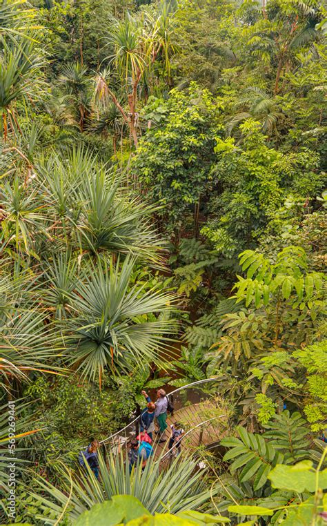 Masoala rainforest Stock Photo | Adobe Stock