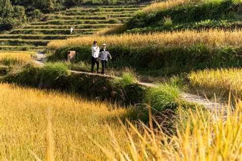 Science And Tradition Drive China Wide Effort To Restore Landscapes