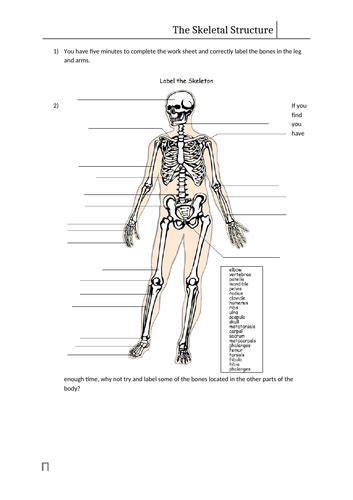 Skeletal System Work Sheet | Teaching Resources