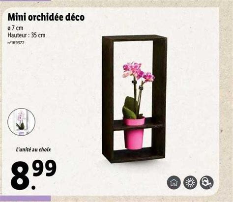 Promo Mini Orchid E D Co Chez Lidl Icatalogue Fr