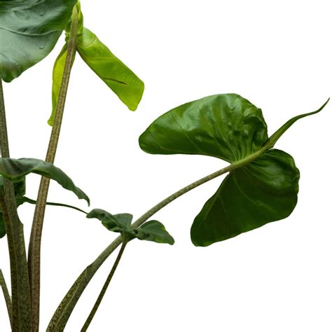 Alocasia Macrorrhiza Stingray Cm Floraexpress