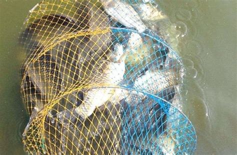 冬季釣鯽魚，這幾個方面釣友一定要掌握好，關係到魚獲！ 每日頭條