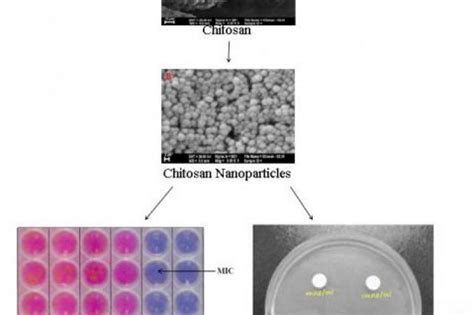 In Vitro Antibacterial Activity Of Chitosan Nanoparticles Against