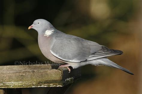 Wood Pigeon Bird Information Photos And Videos Vine House Farm