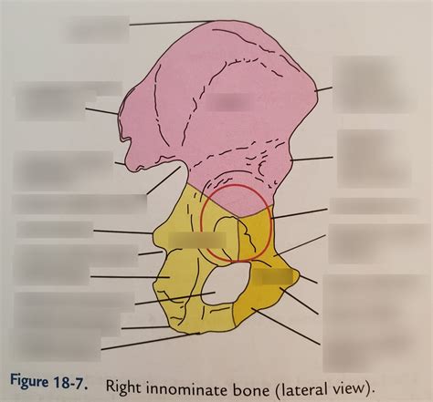 Right Hip Bone Lateral View Diagram Quizlet