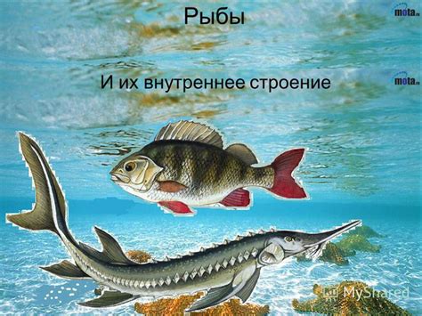 Презентация на тему: "Рыбы И их внутреннее строение. Внутреннее ...