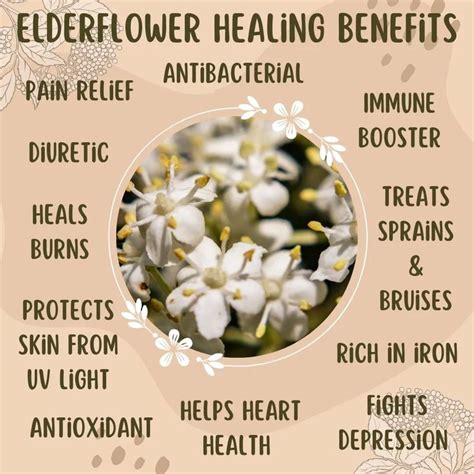 Willow Witchcraft On Instagram Elderflower Healing Benefits