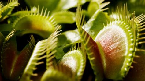 11 Incredible Facts About Venus Flytraps