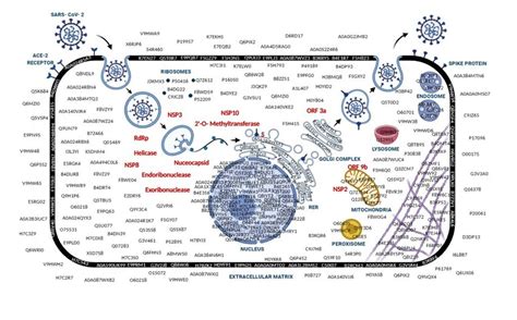 Schematic Representation Of Clinical Proteome Of COVID 19 Patient