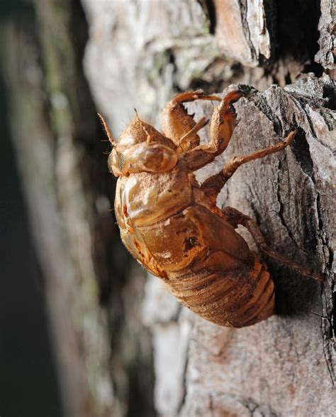 Cicada Shell A Photo On Flickriver