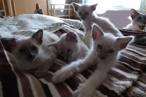 Balinese Cats For Sale Houston TX 105018 Petzlover