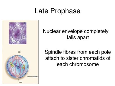 Ppt Cell Reproduction Mitosis And Meiosis Powerpoint Presentation Id