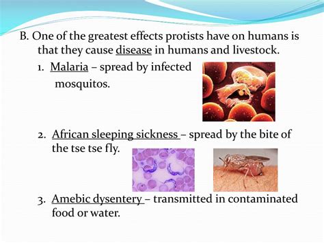 Ppt Biology Notes Chapter 21 And 22 “protists And Fungi” Powerpoint Presentation Id1867570